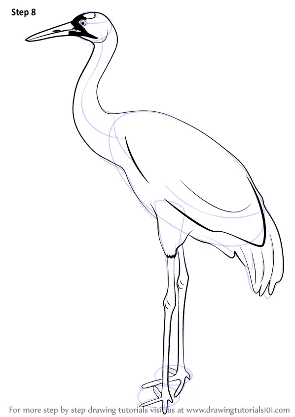 Learn How to Draw a Crane (Birds) Step by Step Drawing Tutorials