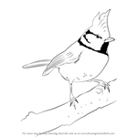 How to Draw a Crested tit