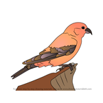 How to Draw a Crossbill Bird