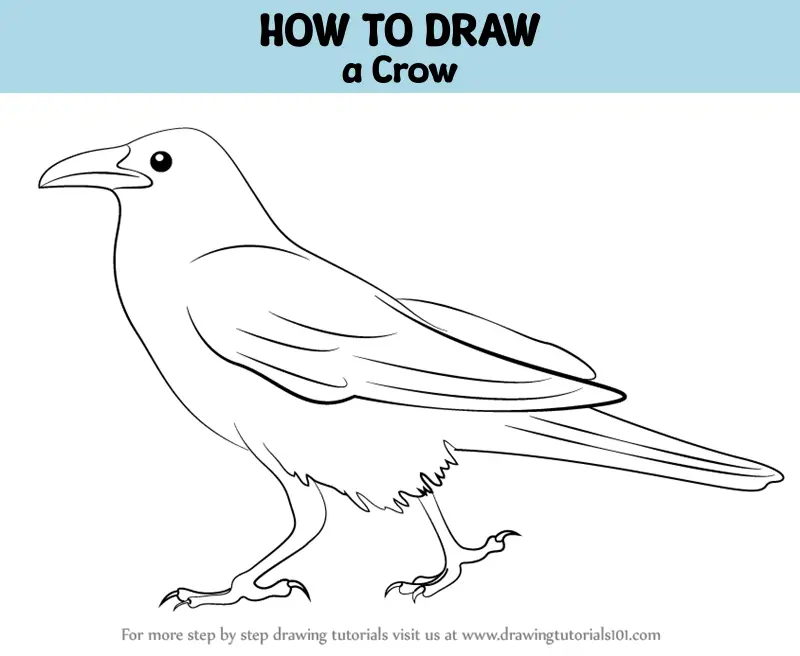 How to Draw a Raven - Easy Drawing Art