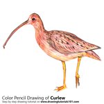How to Draw a Curlew