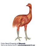 How to Draw a Dinornis