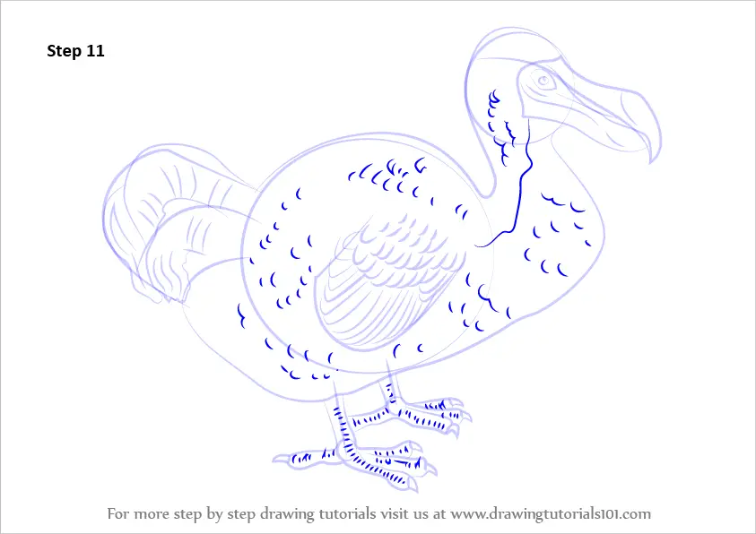 Learn How to Draw a Dodo (Birds) Step by Step : Drawing Tutorials