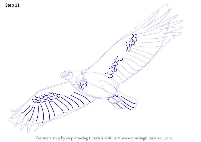 How to Draw an Eagle Flying (Birds) Step by Step