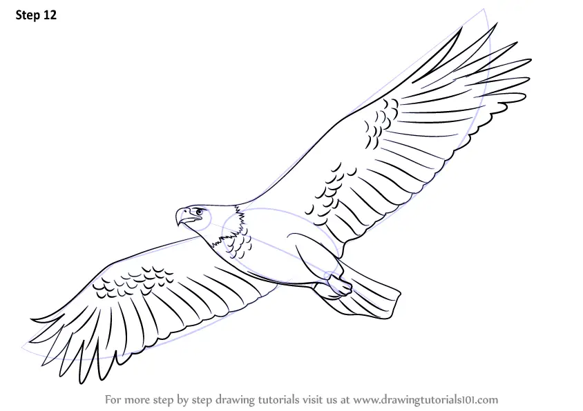 Eagle Drawing  How To Draw An Eagle Step By Step