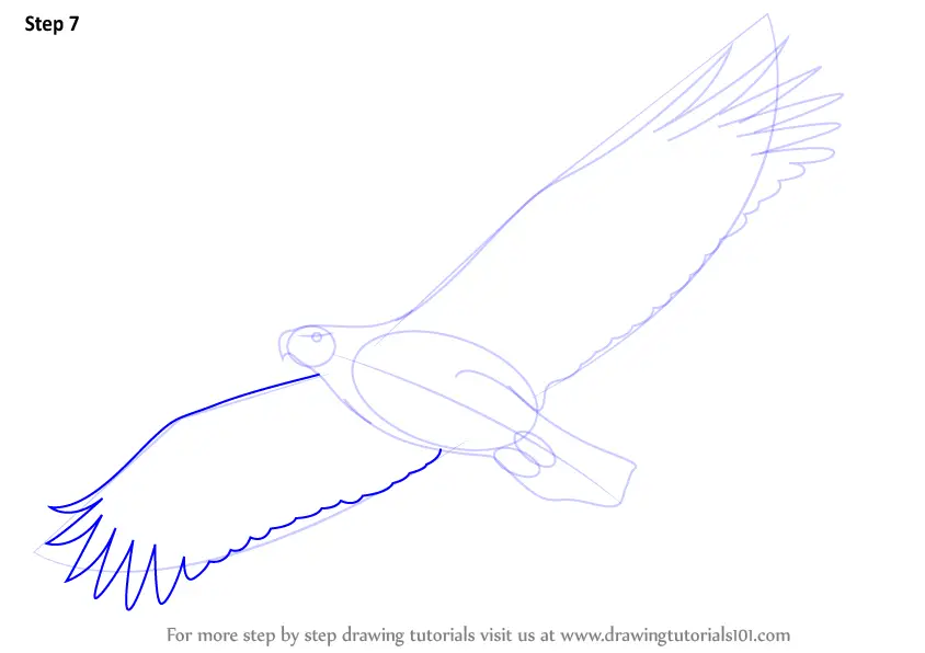 Learn How to Draw an Eagle Flying (Birds) Step by Step : Drawing Tutorials
