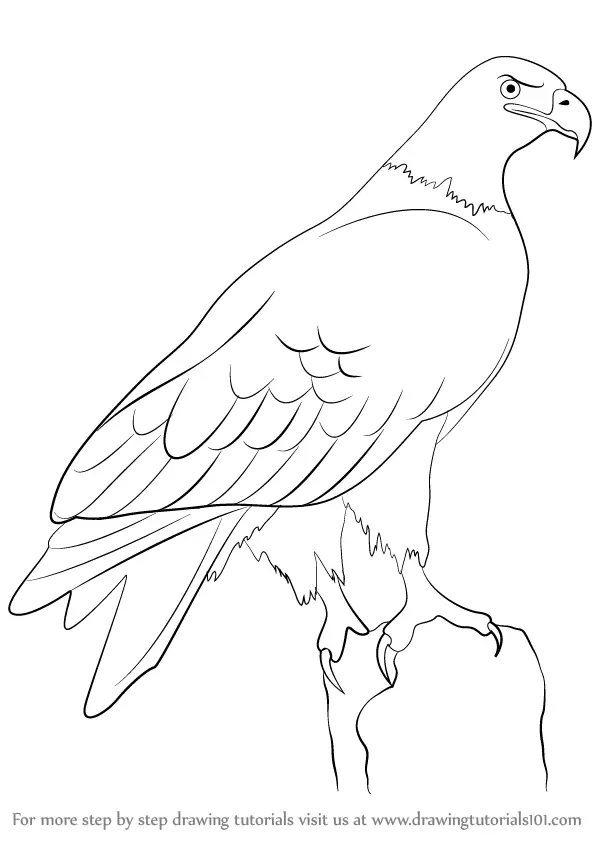 Eagle Drawing Beautiful Image - Drawing Skill