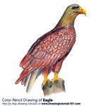 How to Draw a Eagle