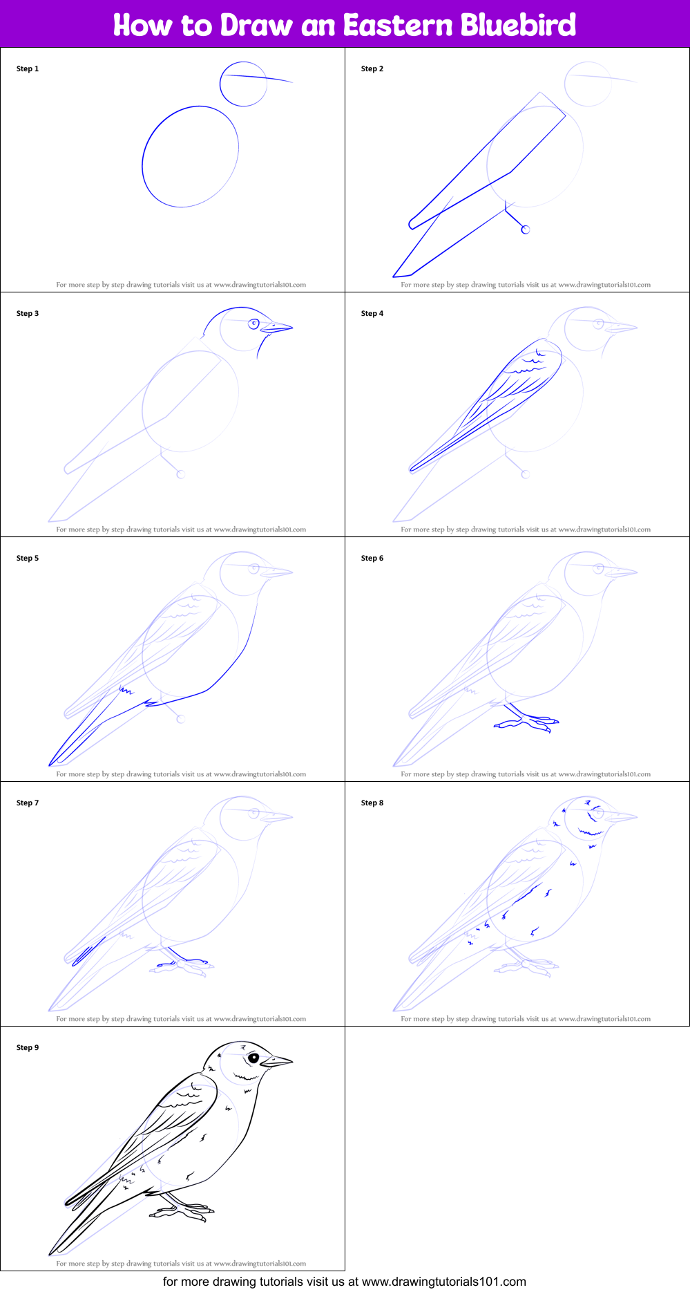 How to Draw  an Eastern Bluebird printable step  by step  