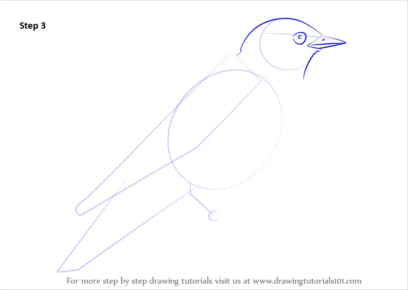 Learn How to Draw an Eastern Bluebird Birds Step by Step 