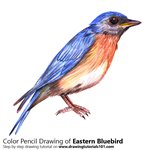How to Draw an Eastern Bluebird