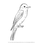 How to Draw an Eastern Kingbird