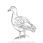 How to Draw an Egyptian Goose