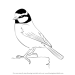 How to Draw a Eurasian Blue Tit
