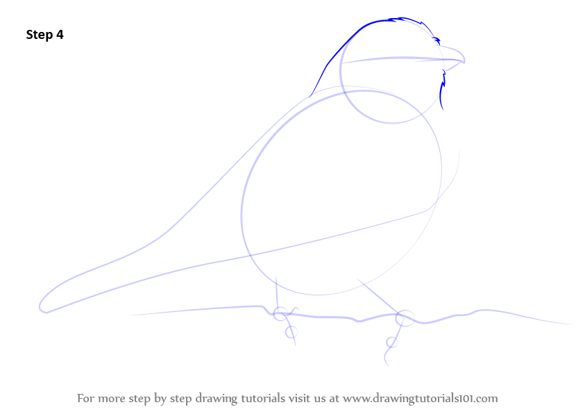 Learn How To Draw A Eurasian Jay Birds Step By Step Drawing Tutorials