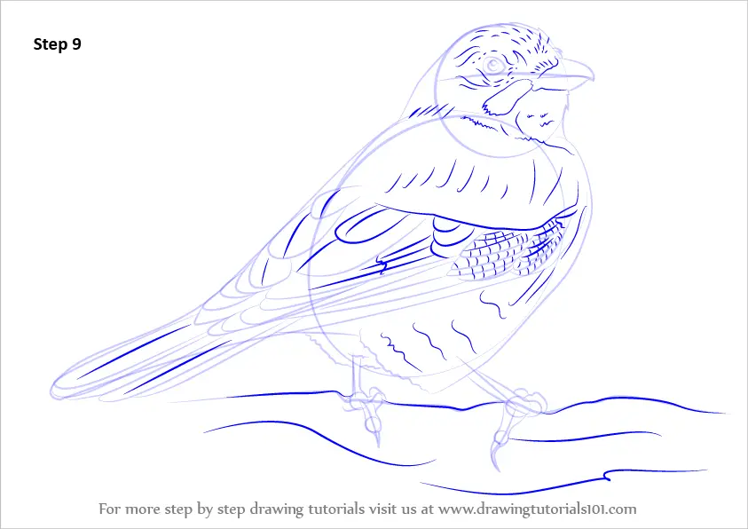 Learn How to Draw a Eurasian Jay (Birds) Step by Step : Drawing Tutorials