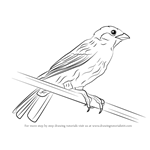 How to Draw a Eurasian Tree Sparrow