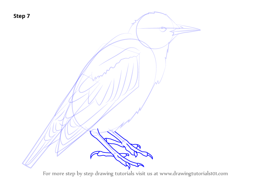 Download Step by Step How to Draw a European Starling : DrawingTutorials101.com