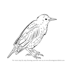 How to Draw a European Starling