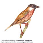How to Draw a European Stonechat