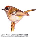 How to Draw a Firecrest