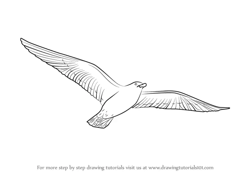 Flying Bird Drawing  How To Draw A Flying Bird Step By Step