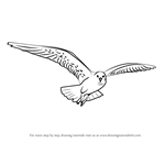 How to Draw a Flying Gull