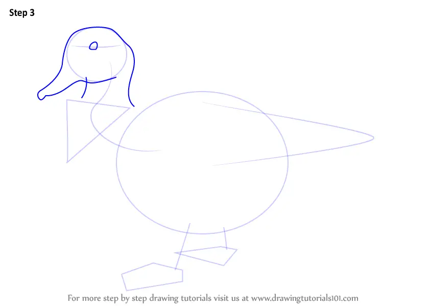 How to Draw a Gadwall (Birds) Step by Step | DrawingTutorials101.com