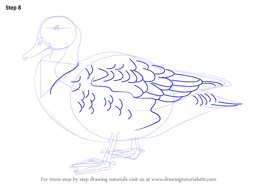 How to Draw a Gadwall (Birds) Step by Step | DrawingTutorials101.com