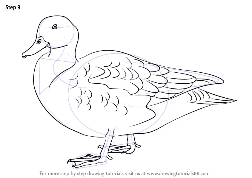 How To Draw A Gadwall (birds) Step By Step 