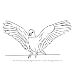 How to Draw a Galah