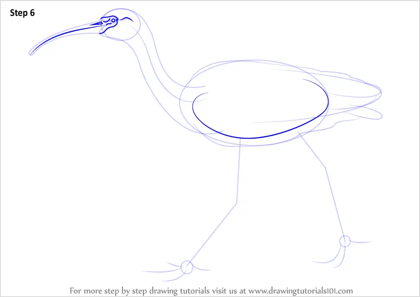 ibis draw online