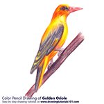 How to Draw a Golden oriole
