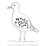How to Draw a Golden Plover