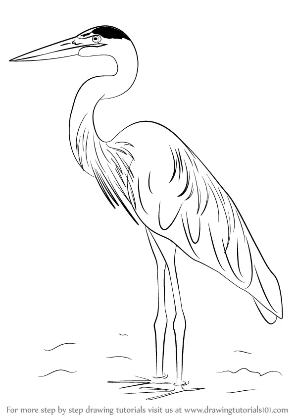 How to Draw a Great Blue Heron (Birds) Step by Step