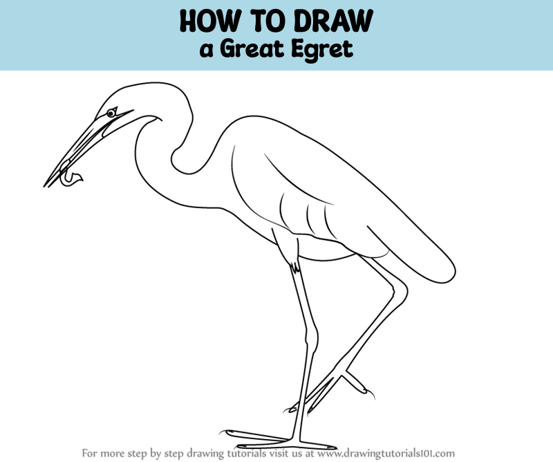 How to Draw a Great Egret (Birds) Step by Step | DrawingTutorials101.com