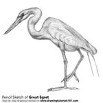 How to Draw a Great Egret