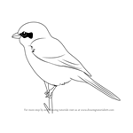 How to Draw a Great Grey Shrike