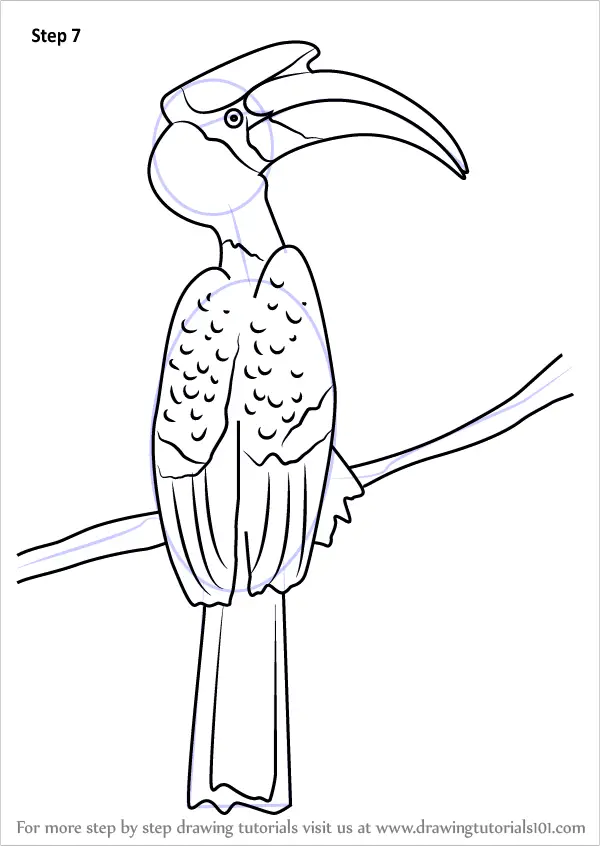 The Hornbill Drawing by RB Davis  Pixels