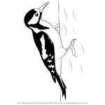 How to Draw a Great Spotted Woodpecker
