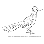 How to Draw a Greater Roadrunner