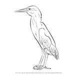 How to Draw a Green Heron
