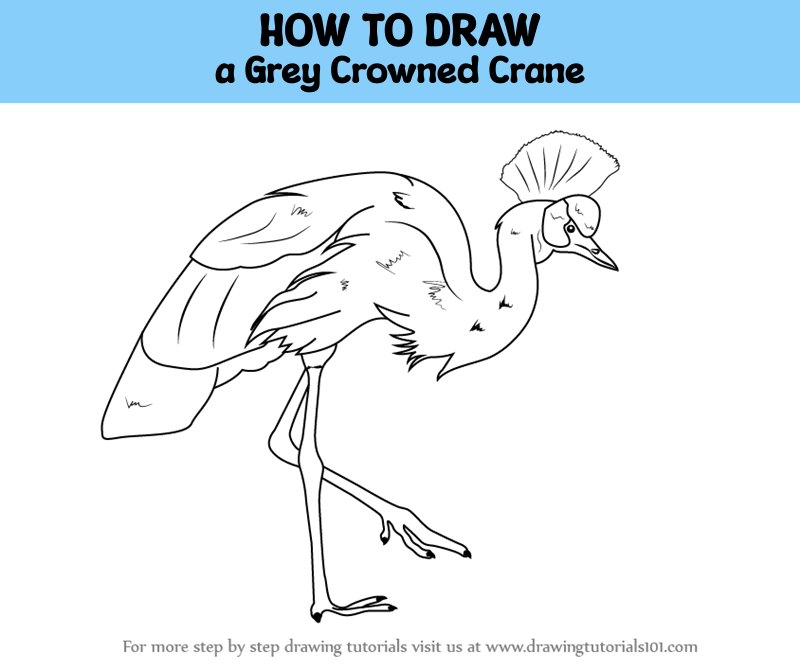 How to Draw a Grey Crowned Crane (Birds) Step by Step ...