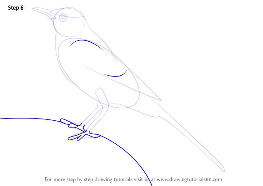 How to Draw a Grey Wagtail (Birds) Step by Step | DrawingTutorials101.com