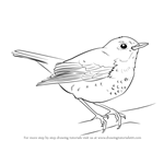 How to Draw a Hermit Thrush