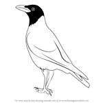 How to Draw a Hooded Crow
