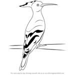 How to Draw a Hoopoe