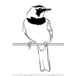 How to Draw a Horned Lark