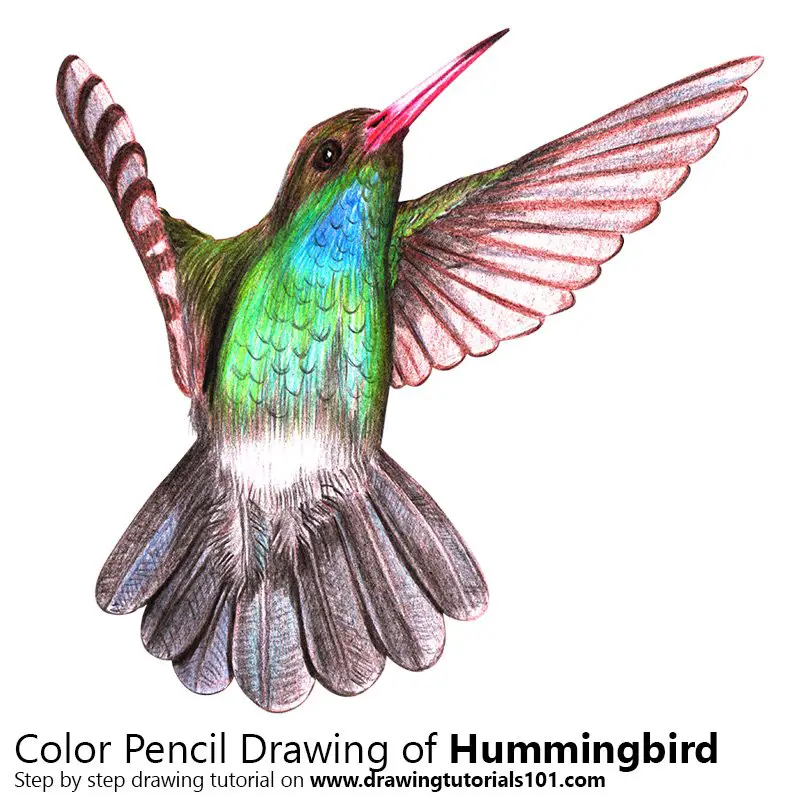 Hummingbird Colored Pencils - Drawing Hummingbird with