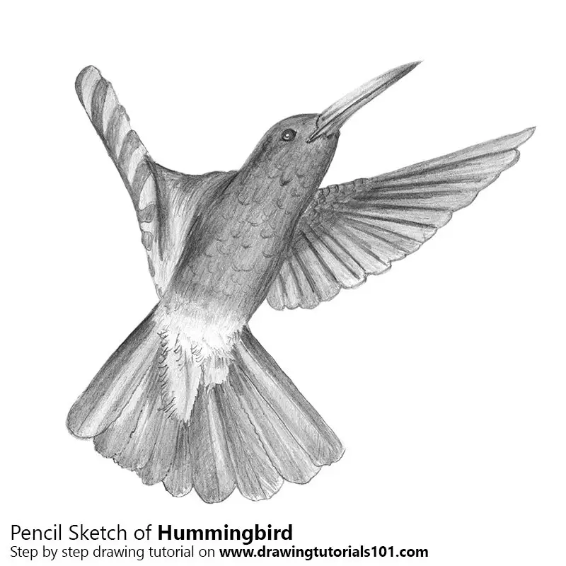  Hummingbird Pencil Drawing - How to Sketch Hummingbird using Pencils 